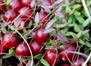 Cranberry - hasznos tulajdonságokat és ellenjavallatok