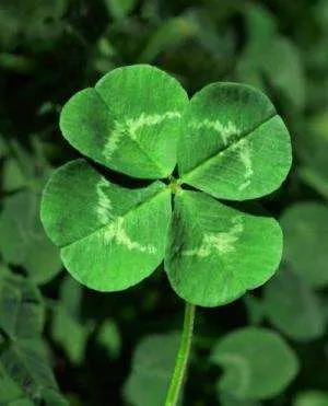 Clover - ingatlan, növekvő, a betakarítás, kezelés; receptek velük (az edények) Clover - ingatlan, növekvő, a betakarítás, kezelés; receptek vele