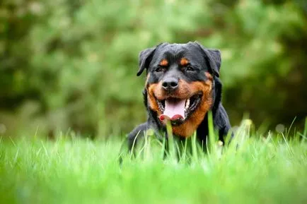Cynophobia félelem a kutyák, a félelem, a baba kutyák szeretnek megszabadulni (félelem) Cynophobia félelem a kutyák, a gyermek félelem kutyák, hogyan lehet megszabadulni