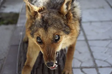 Cynophobia - hogy lehetséges-e legyőzni a félelmet a kutyák