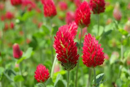 Clover (fotó berendezések) - Titkok, tippek, használati