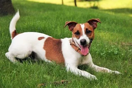 Cynophobia félelem a kutyák, a gyermek félelem kutya, hogyan lehet megszabadulni (félelem) Cynophobia félelem a kutyák, a gyermek félelem kutyák, hogyan lehet megszabadulni
