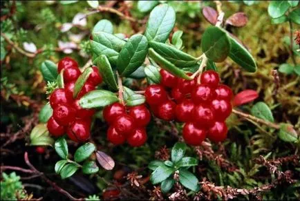 Cranberry - mint hasznos, milyen mennyiségben lehet használni (több gramm naponta) Cranberry - mint hasznos, milyen mennyiségben lehet fogyasztani