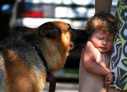 Cynophobia - hogy lehetséges-e legyőzni a félelmet a kutyák