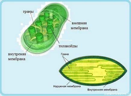 növényi sejtek, távoli tanulságok