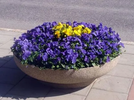 Flowerbeds részletek és további részletek