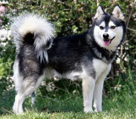 Becenevek a fiú kutyák kis fajta (a becenevet egy kis kutyák fiúk nevek a fiúk a terrierek alaszkai Klee Kai) Becenevek a fiú kutyák kis fajta