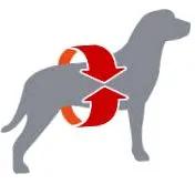 canin retriever