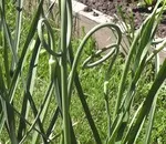Mikor és hogyan kell eltávolítani a nyilak fokhagyma -obrezat vagy húzza a száron