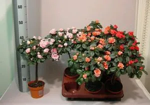 Azalea virág szoba leírása egy fotót, termesztés és karbantartási az otthon, reprodukció (ellátás) Azalea virág szoba leírása egy fotót, termesztés és karbantartási otthon, tenyésztés