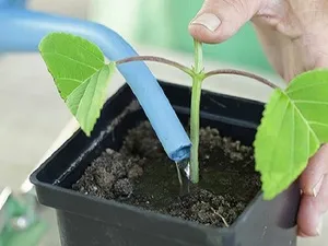 Azalea virág szoba leírása egy fotót, termesztés és karbantartási otthon, másolás (otthon) Azalea virág szoba leírása egy fotót, termesztés és karbantartási otthon, tenyésztés