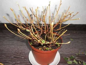 Azalea virág szoba leírása egy fotót, termesztés és karbantartási otthon, tenyésztés (azálea virág fotó azalia ápolószoba vigyázni a termesztés otthon) Azalea virág szoba leírása egy fotót, termesztés és karbantartási otthon, tenyésztés