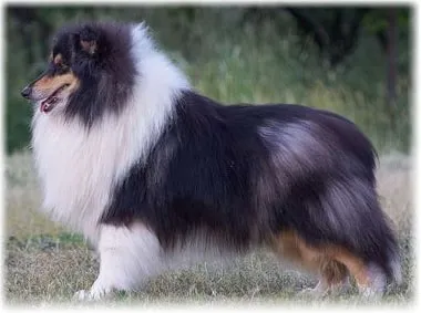 Collie (collie) leírását a fajta fotókkal, válasszon egy kölyök, a természet és a betegség