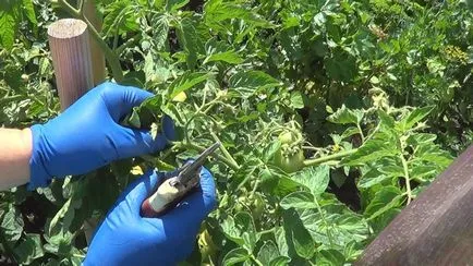 Amikor a növény paradicsom üvegházban mint egy kis szünetet ki a palántákat, míg termő paradicsom, milyen a növény és
