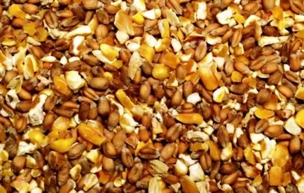 Takarmány tojótyúkok készítmény, recept szabályokat, fotók videoozor