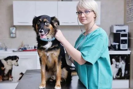 Colitis kutyák - egy gyulladás a vastagbél