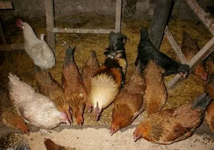 Takarmány tojótyúkok készítmény, recept szabályokat, fotók videoozor