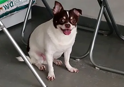Amikor Chihuahua füle feláll, és hogyan kell tenni a fényképek és videók