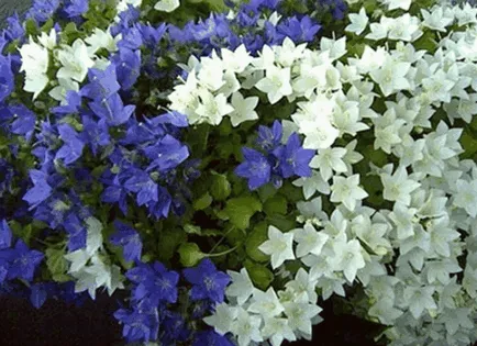 Harangvirág virágok, gyönyörű ötletek a kertben (Campanula lactiflora) Harangvirág virágok, gyönyörű ötletek a kertben
