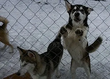 Mikor jobb, hogy egy kiskutyát az anya szerző állatorvos, gyerek fauna (kölyök) Mikor jobb, hogy egy kiskutyát az anya szerző állatorvos, gyerekek állatok
