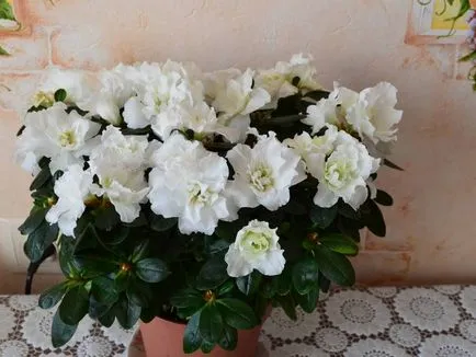 Azalea virág szoba leírása egy fotót, termesztés és karbantartási otthon, tenyésztés (azálea virág fotó azalia ápolószoba vigyázni a termesztés otthon) Azalea virág szoba leírása egy fotót, termesztés és karbantartási otthon, tenyésztés