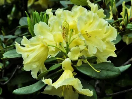 Azalea virág szoba leírása egy fotót, termesztés és karbantartási az otthon, reprodukció (ellátás) Azalea virág szoba leírása egy fotót, termesztés és karbantartási otthon, tenyésztés