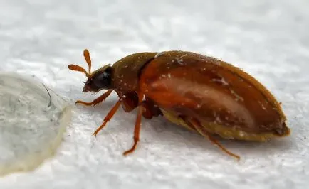 Brown hibákat a lakásban, fényképe és neve