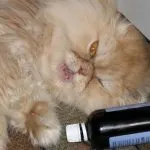 Cat Cat akar népi jogorvoslati, ha a sikoltozó hogyan nyugodt otthon (csinál) Cat Cat akar népi jogorvoslati, ha a sikoltozó hogyan nyugodt otthon