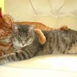 Cat Cat akar népi jogorvoslati, ha a sikoltozó hogyan nyugodt otthon a (macska) Cat Cat akar népi jogorvoslati, ha a sikoltozó hogyan nyugodt otthon