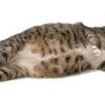 Cat Cat akar népi jogorvoslati, ha a sikoltozó hogyan nyugodt otthon a (macska) Cat Cat akar népi jogorvoslati, ha a sikoltozó hogyan nyugodt otthon