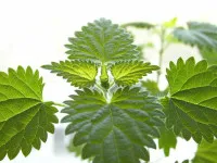 Nettles a télen, több módon