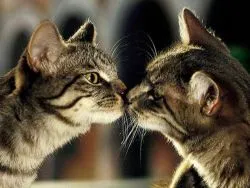 Macska akarja - mit kell tenni