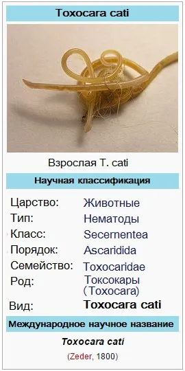 Toxocara cat (Toxocara cati) - «cat Ascaris”