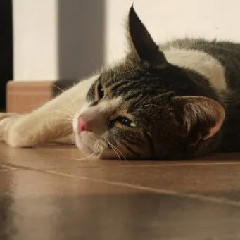 Cat Hányás étkezés után mi a teendő, étkezés után, naponta