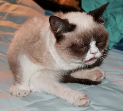 Cat köhög, mintha a torkán akadt, mit kell tennie, mint kezelni