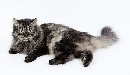 Cat rojt a füle