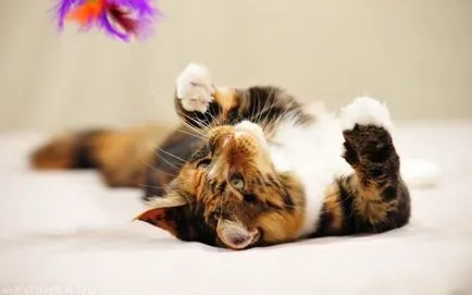 Cat kiabál ok nélkül éjjel, hogy nem adnak aludni (do) Cat kiabál ok nélkül éjjel, hogy nem adnak aludni
