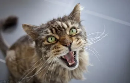 Cat kiabál ok nélkül éjjel, hogy nem adnak aludni (do) Cat kiabál ok nélkül éjjel, hogy nem adnak aludni