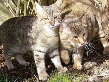 Cat rojt a füle