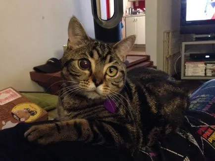 Cat idegen - az új csillag az interneten