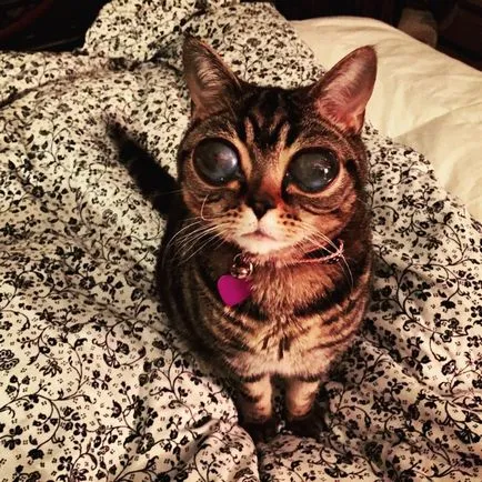 Cat idegen - az új csillag az interneten
