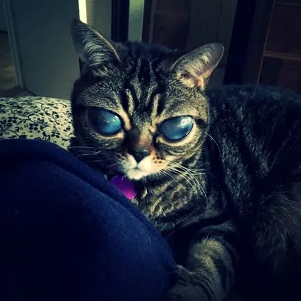 Cat idegen - az új csillag az interneten