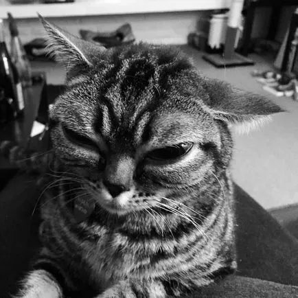 Cat idegen - az új csillag az interneten