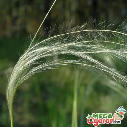 Stipa pulcherrima termesztése és felhasználása (Stipa pulcherrima szükséges) Stipa pulcherrima növekvő és felhasználása