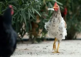 Csirke bolhák, hogyan lehet megszabadulni a madarak és a tyúkól