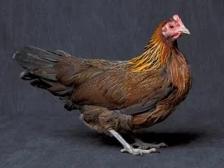 Csirkék szikla phoenix leírás, képek, tartalom