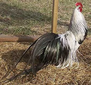 Csirkék szikla phoenix leírás, képek, tartalom