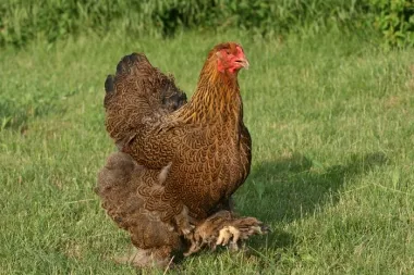 Csirkék, húshasznú