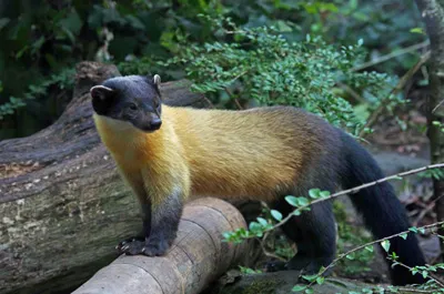 Martens - született állatok menyét család, típusú Martens (nyest) Martens - született állatok menyét család, típusú nyest