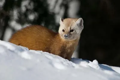 Martens - született állatok menyét család, típusú Martens (nyest) Martens - született állatok menyét család, típusú nyest
